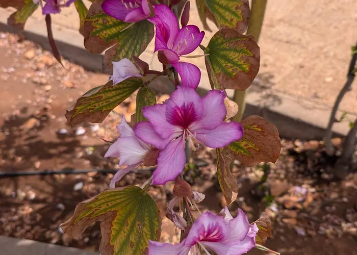 Elegance Duplex Parque Santiago2 * Playa de las Américas